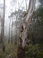 Fog, Point Lookout IMGP8817